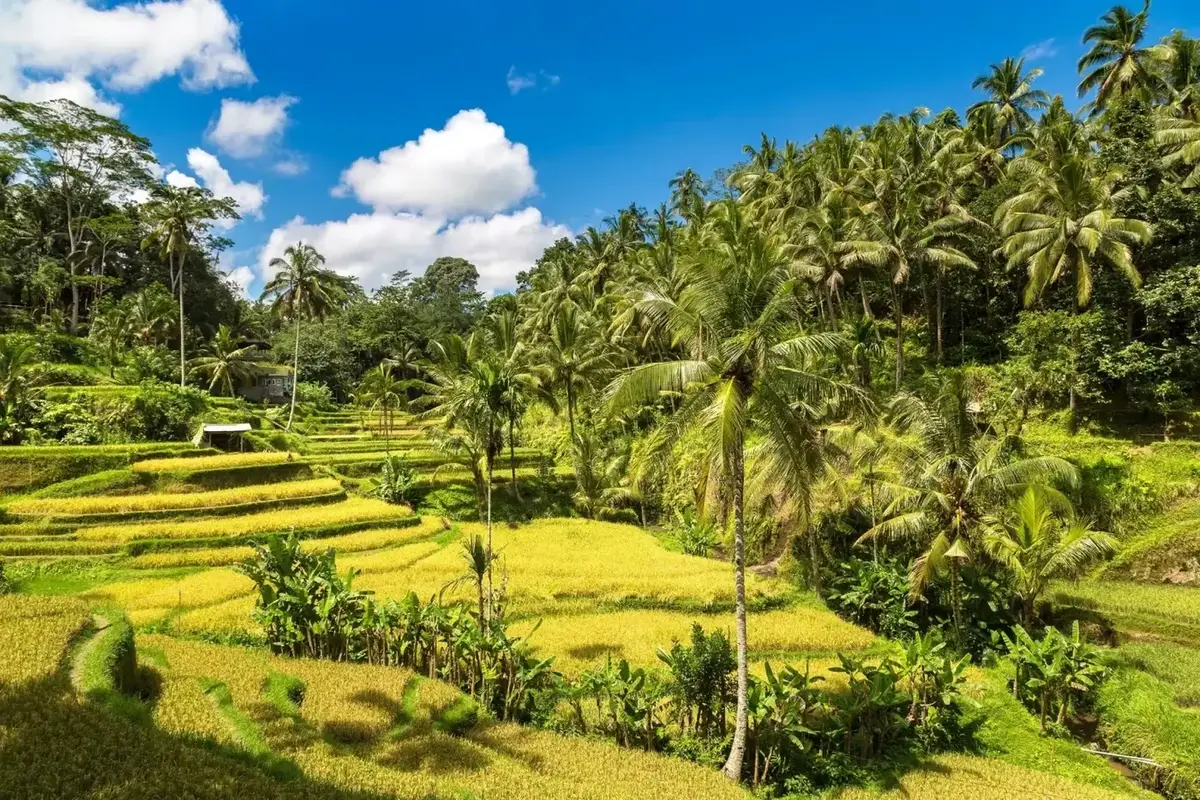 7 Days Bali Tour Package