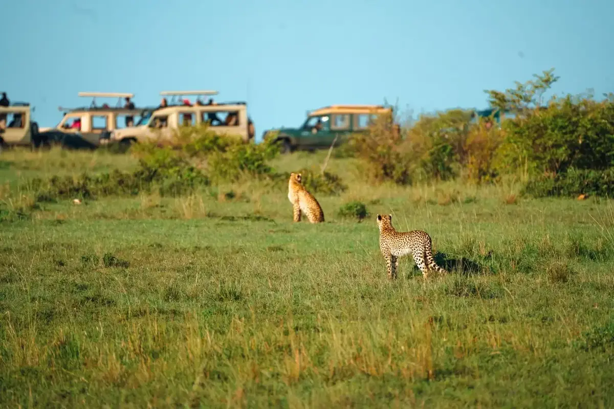 Kenya safari tour packages from Pakistan - Maasai Mara wildlife safari