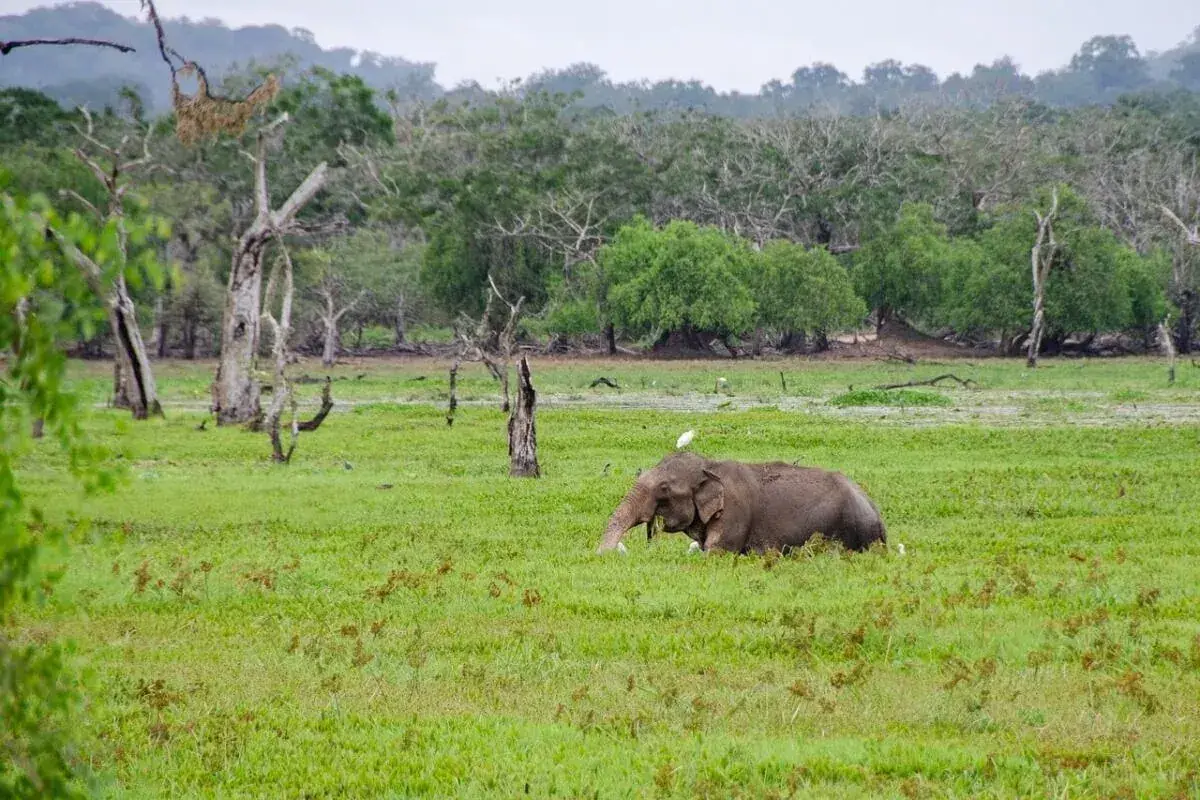 10 Days Sri Lanka Tour Package